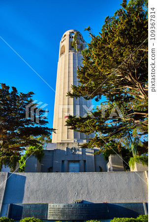 Large trees around Coit Tower under cerulean blue sky with Coit Memorial 109367814