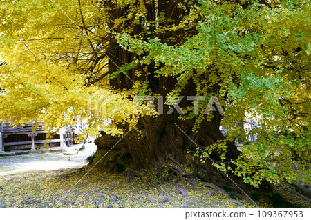 5654 Large ginkgo tree at Iwadono Kannon Shoboji Temple 109367953