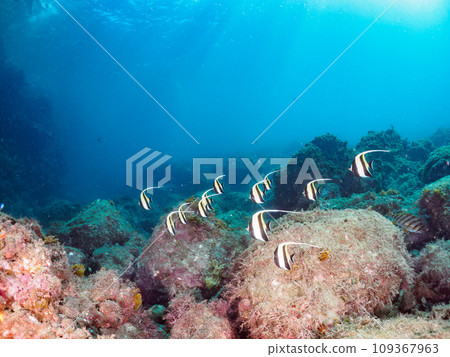 Hirizo 海灘落腳點上有一群美麗的摩爾魚(Orunidae)和其他魚類。靜岡縣伊豆半島加茂郡南伊豆町中木村 Hirizo 海灘落腳點上有一群美麗的摩爾魚(Orunidae)和其他魚類。靜岡縣伊豆半島加茂郡南伊豆町中木村 109367963