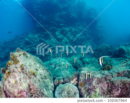 Hirizo 海灘落腳點上有一群美麗的摩爾魚(Orunidae)和其他魚類。靜岡縣伊豆半島加茂郡南伊豆町中木村 Hirizo 海灘落腳點上有一群美麗的摩爾魚(Orunidae)和其他魚類。靜岡縣伊豆半島加茂郡南伊豆町中木村 109367964