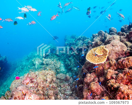 Hirizo 海灘上美麗的 Hemeji（蜜蜂科）、蝴蝶魚（科：Chaetodonidae）和其他魚群。靜岡 109367973