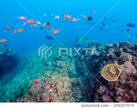 Hirizo 海灘上美麗的 Hemeji（蜜蜂科）、蝴蝶魚（科：Chaetodonidae）和其他魚群。靜岡 109367974