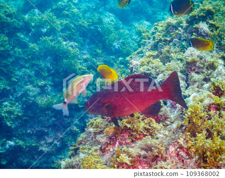 Beautiful and large Sujiara (Grouper family) and others at Hirizo Beach. Hiri crossing by ferry from Nakagi, Minamiizu Town, Kamo District, Izu Peninsula, Shizuoka Prefecture 109368002