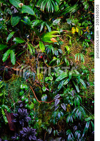 Academy of Sciences wall of exotic rainforest plants background asset 109368058