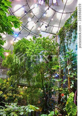 Artificial rainforest exhibit inside domed interior of the Academy of Sciences in California 109368059
