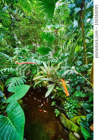 Coy pond with variety of plants inside Conservatory of Flowers 109368095