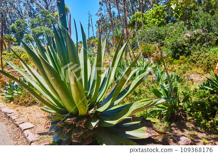 Hacked but still standing succulent next to trail with forest and blue sky behind it Hacked but still standing succulent next to trail with forest and blue sky behind it 109368176