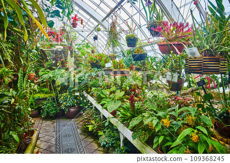 Potted plants on shelves and hanging from metal beams in greenhouse conservatory Potted plants on shelves and hanging from metal beams in greenhouse conservatory 109368245