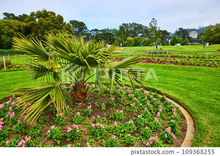 Pink flowers in a circle with brahea plant growing at center and park in background Pink flowers in a circle with brahea plant growing at center and park in background 109368255