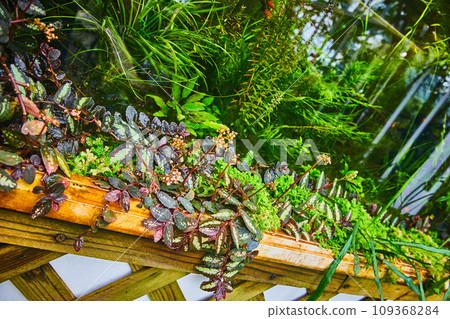 Plants growing in wooden gutter on top of trellis Plants growing in wooden gutter on top of trellis 109368284