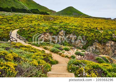 Park trail with bridge connecting hilly fields of yellow wildflowers and green succulents 109368296