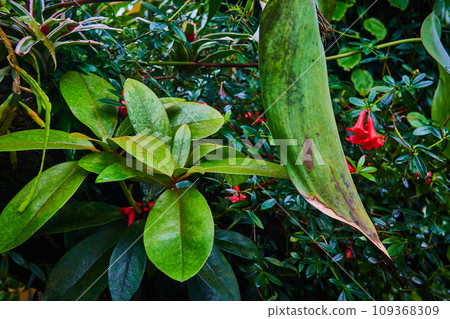 Red flowers growing behind larger leafed plants and green leafy background 109368309