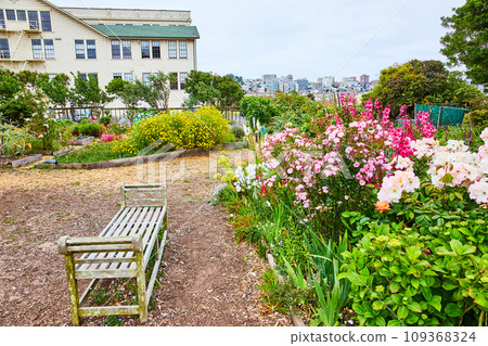 Side view of wooden bench with colorful pink and white flowers in garden and distant San Francisco Side view of wooden bench with colorful pink and white flowers in garden and distant San Francisco 109368324