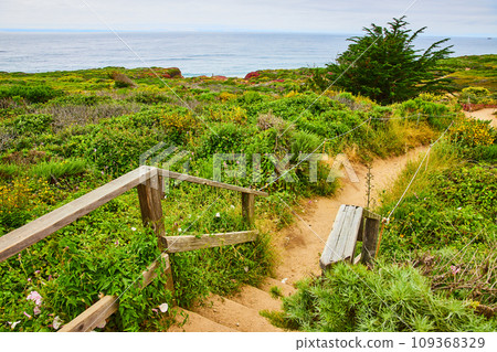 Steps on dirt trail leading down lush green hillside with pine tree and distant blue ocean 109368329