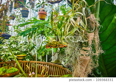 Spindly roots growing off side of tree with hanging plants and greenhouse ceiling_ 109368331