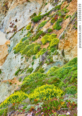 Rocky cliff face with green succulents and yellow wildflowers with craggy pockets Rocky cliff face with green succulents and yellow wildflowers with craggy pockets 109368339