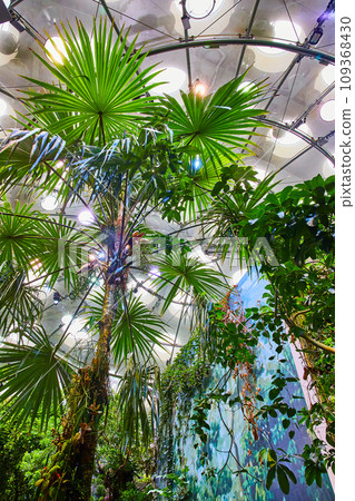 Upward view of tropical rainforest biome trees inside dome with painted wall 109368430