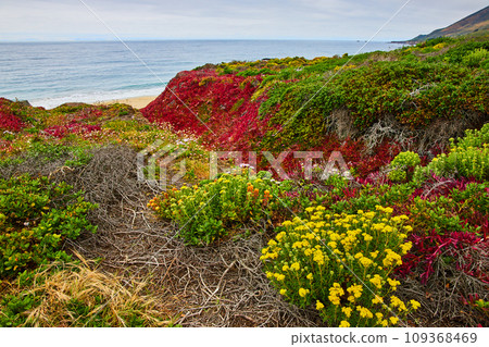 Vibrant red succulents with wild yellow flowers and exposed roots on hillside leading to ocean 109368469