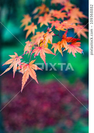 Koto Sanzan Saimyoji Temple Autumn Koto Sanzan Saimyoji Temple Autumn 109368882