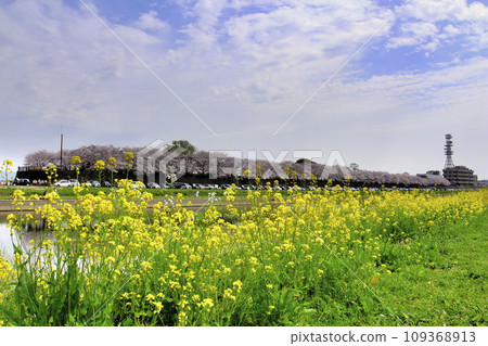 春天的直方風景,春天的藍天下,櫻花、油菜花、油菜花競相綻放。 春天的直方風景,春天的藍天下,櫻花、油菜花、油菜花競相綻放。 109368913