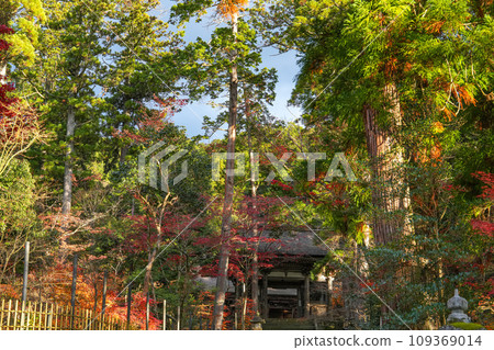 Koto Sanzan Saimyoji Temple Autumn Koto Sanzan Saimyoji Temple Autumn 109369014