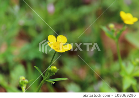 Miyama Kimpoke Miyama Kimpoke 109369290