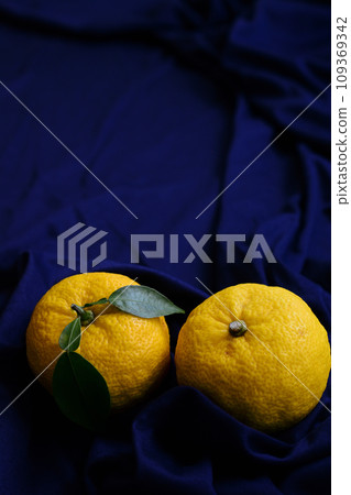 Yuzu fruit placed on a purple cloth Yuzu fruit placed on a purple cloth 109369342