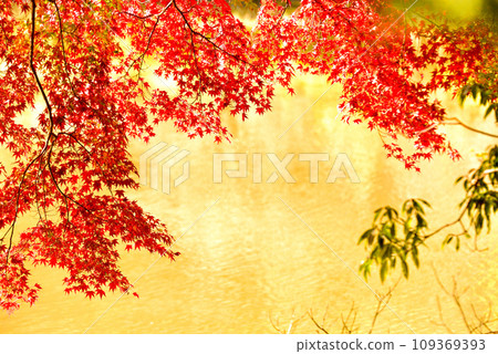 楓葉 109369393