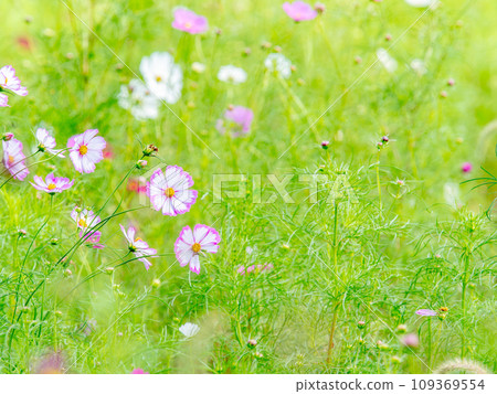 Autumn scenery: cute and colorful cosmos Autumn scenery: cute and colorful cosmos 109369554
