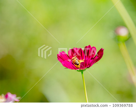 秋景蜜蜂從漂亮可愛的五顏六色的宇宙中吮吸花蜜 秋景蜜蜂從漂亮可愛的五顏六色的宇宙中吮吸花蜜 109369788