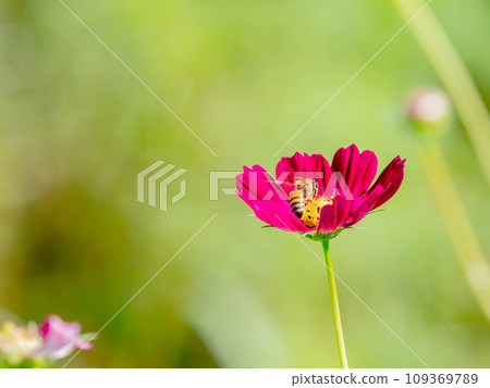 秋景蜜蜂從漂亮可愛的五顏六色的宇宙中吮吸花蜜 秋景蜜蜂從漂亮可愛的五顏六色的宇宙中吮吸花蜜 109369789