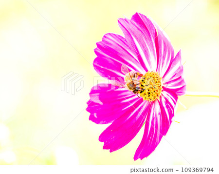 Autumn scenery Honeybees sucking nectar from pretty and cute colorful cosmos Autumn scenery Honeybees sucking nectar from pretty and cute colorful cosmos 109369794