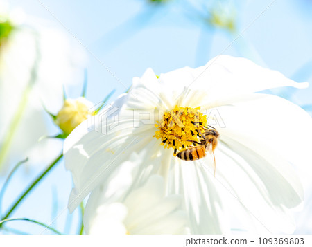 Autumn scenery Honeybees sucking nectar from pretty and cute colorful cosmos 109369803
