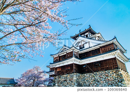 京都福知山城 - 天守閣和櫻花 - 109369840