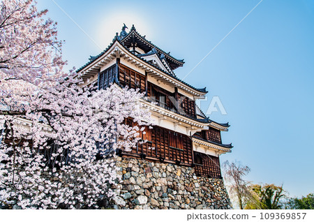 京都福知山城 - 天守閣和櫻花 - 109369857