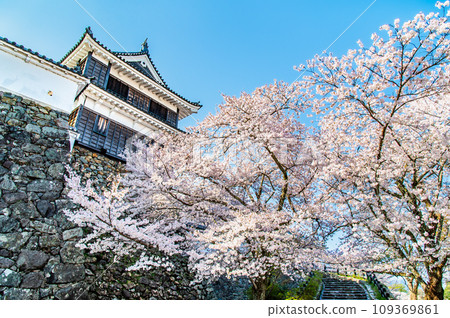 京都福知山城 - 天守閣和櫻花 - 109369861