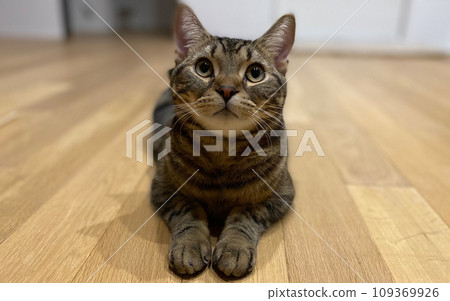 看這個地方的貓 看這個地方的貓 109369926