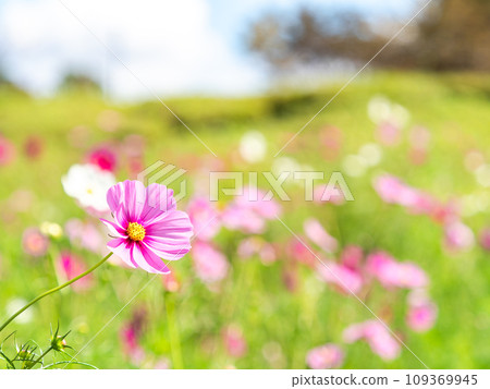Autumn scenery: cute and colorful cosmos 109369945