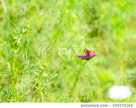 秋天的景色：一隻黑腹貝母蝴蝶來吸吮可愛多彩的宇宙花蜜。 109370168