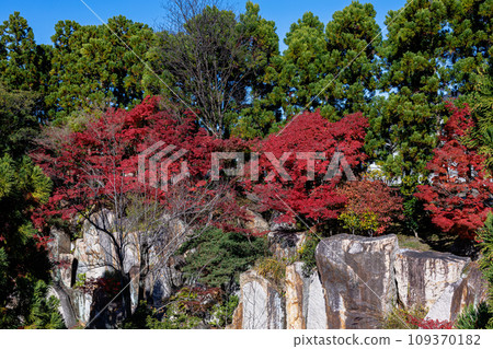 2023 Autumn leaves at Keihanna Memorial Park Maple on the cliff of Suikei Garden ② 109370182