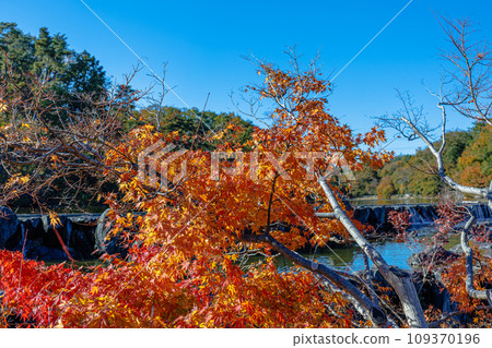 2023年京阪奈紀念公園的紅葉 - 水景庭園 - 紅葉到橙色的紅葉漸變和瀑布的景觀令人驚嘆 109370196