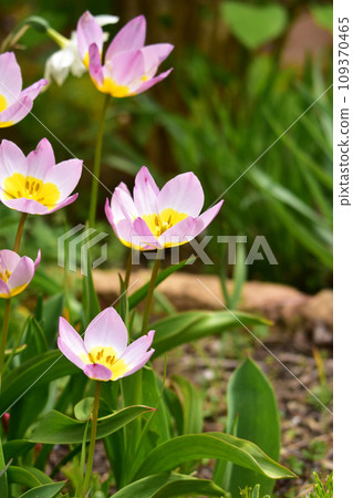 pink original tulip pink original tulip 109370465