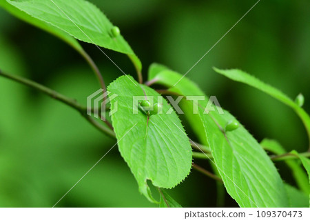 花板芽 花板芽 109370473