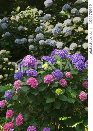 Hydrangea blooming in the rainy season Hydrangea blooming in the rainy season 109370669