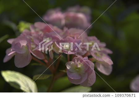 Hydrangea blooming in the rainy season Hydrangea blooming in the rainy season 109370671