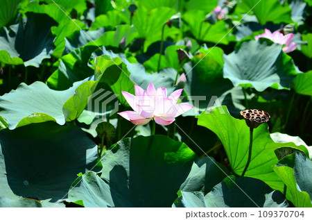 Japanese gardens are traditional gardens whose designs are accompanied by Japanese aesthetics and philosophical ideas, avoid artificial ornamentation, and highlight the natural landscape.  109370704