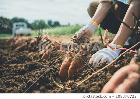 sweet potato, field, potato field 109370722