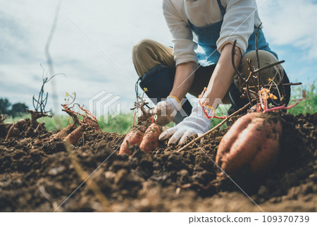 紅薯 番薯 地瓜 109370739