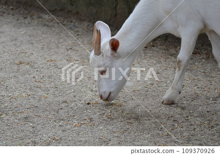 Goats to eat food Goats to eat food 109370926