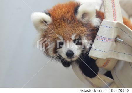 Red panda taking a break Red panda taking a break 109370950